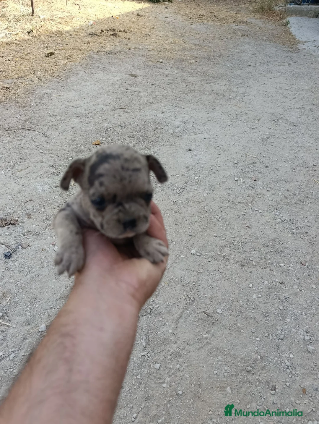 Bulldog Francés perros en venta: Bulldog francés  - Anuncio 12