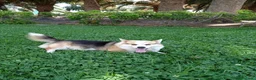 Welsh Corgi Pembroke perros en venta: Camada Welsh Corgi Pembroke en Las Palmas - Anuncio 1
