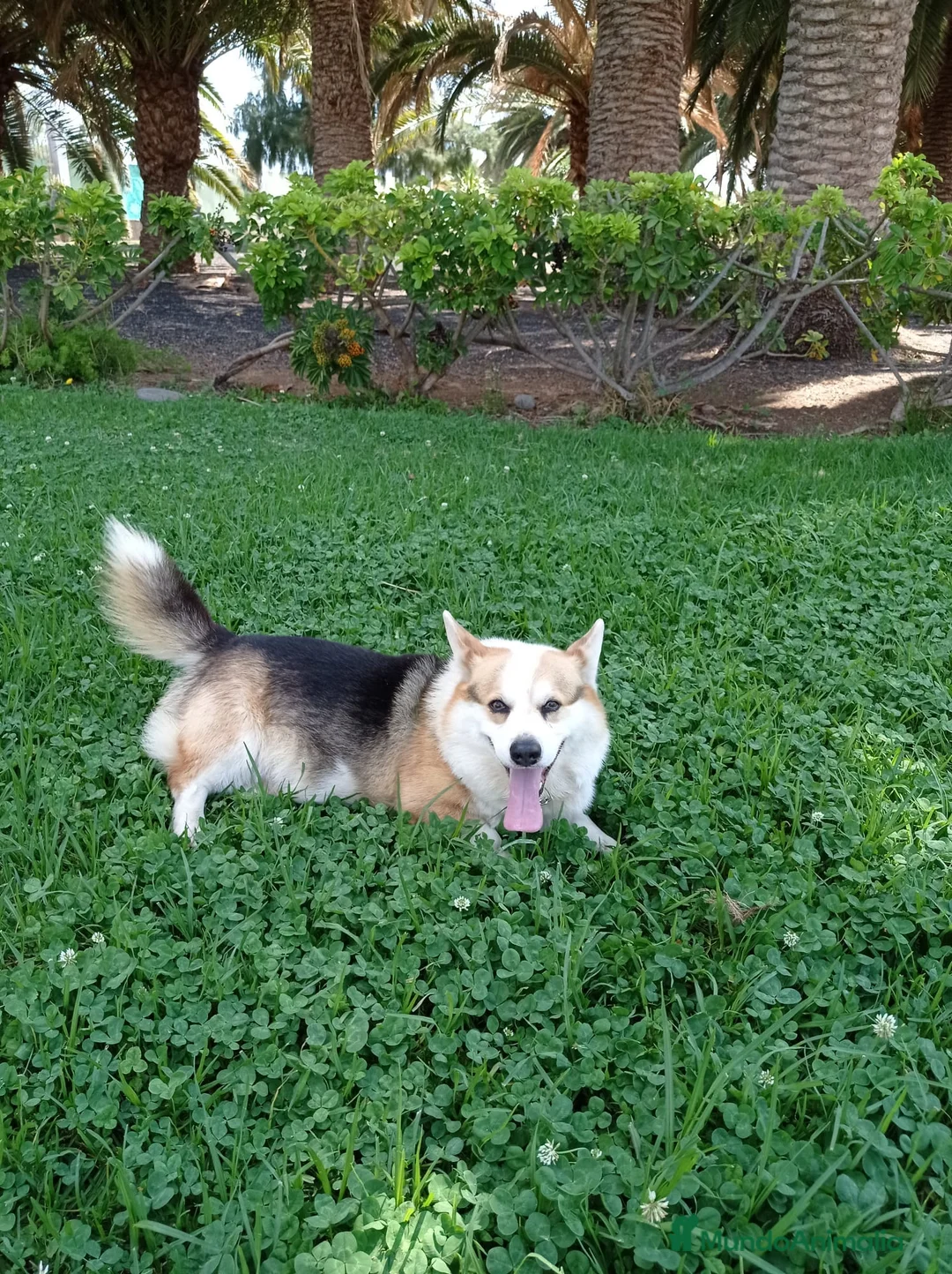 Welsh Corgi Pembroke perros en venta: Camada Welsh Corgi Pembroke en Las Palmas - Anuncio 1