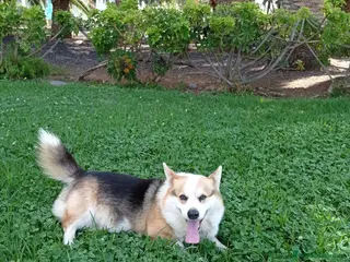 Welsh Corgi Pembroke perros Camada Welsh Corgi Pembroke - Anuncio 1