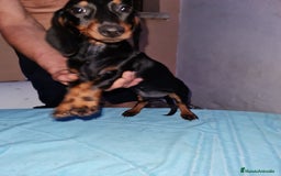 Teckel perros en venta: Teckel  canichen - Imagen 16