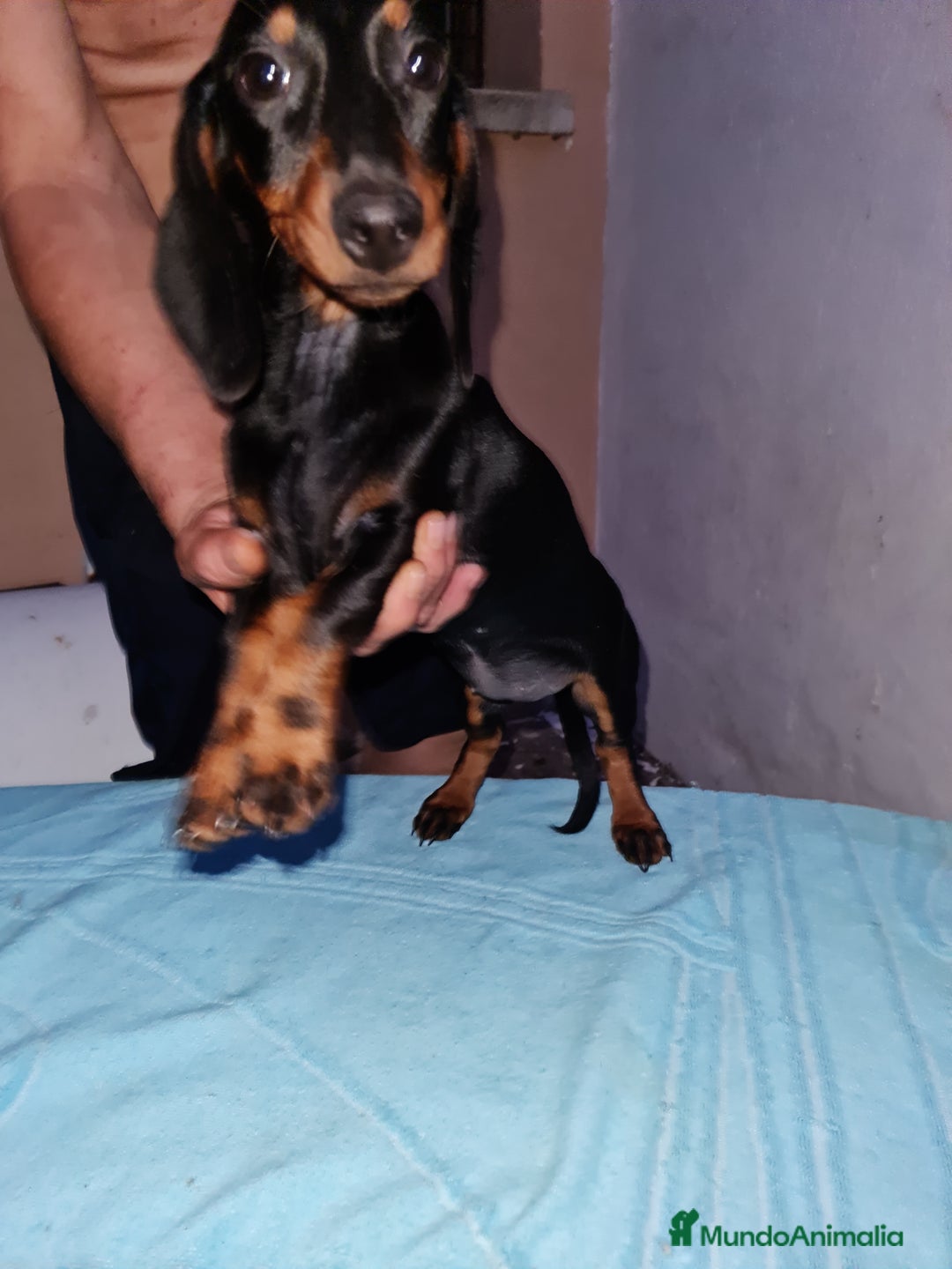 Teckel perros en venta: Teckel  canichen - Imagen 16