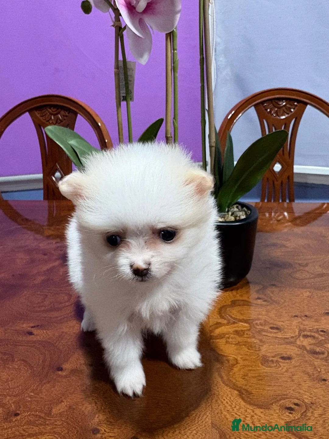Pomerania perros en venta: Lulu de Pomerania mini toy hembra blanca naranja - Anuncio 12