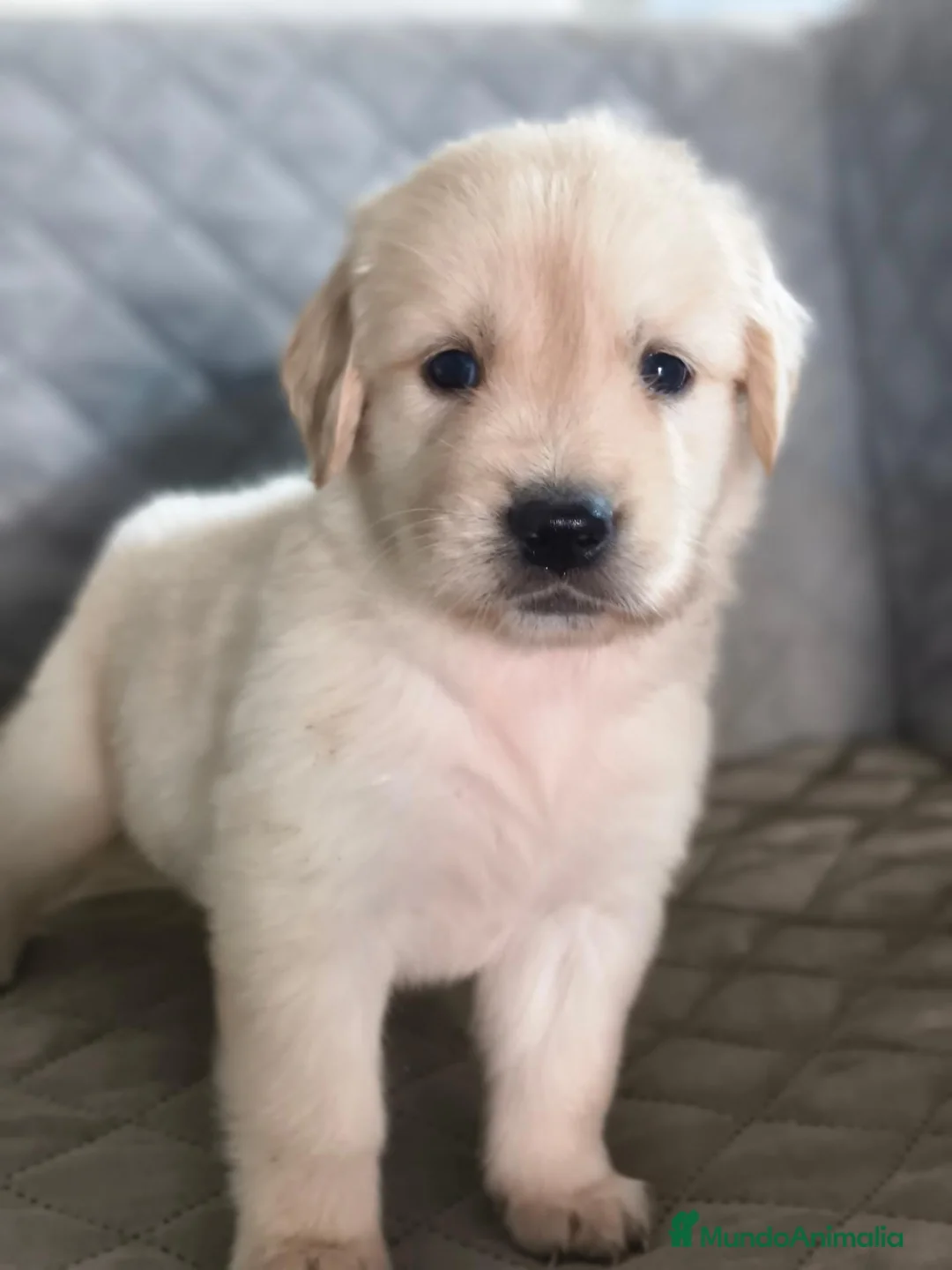 Golden Retriever perros en venta: GOLDEN RETRIEVER  - Anuncio 6