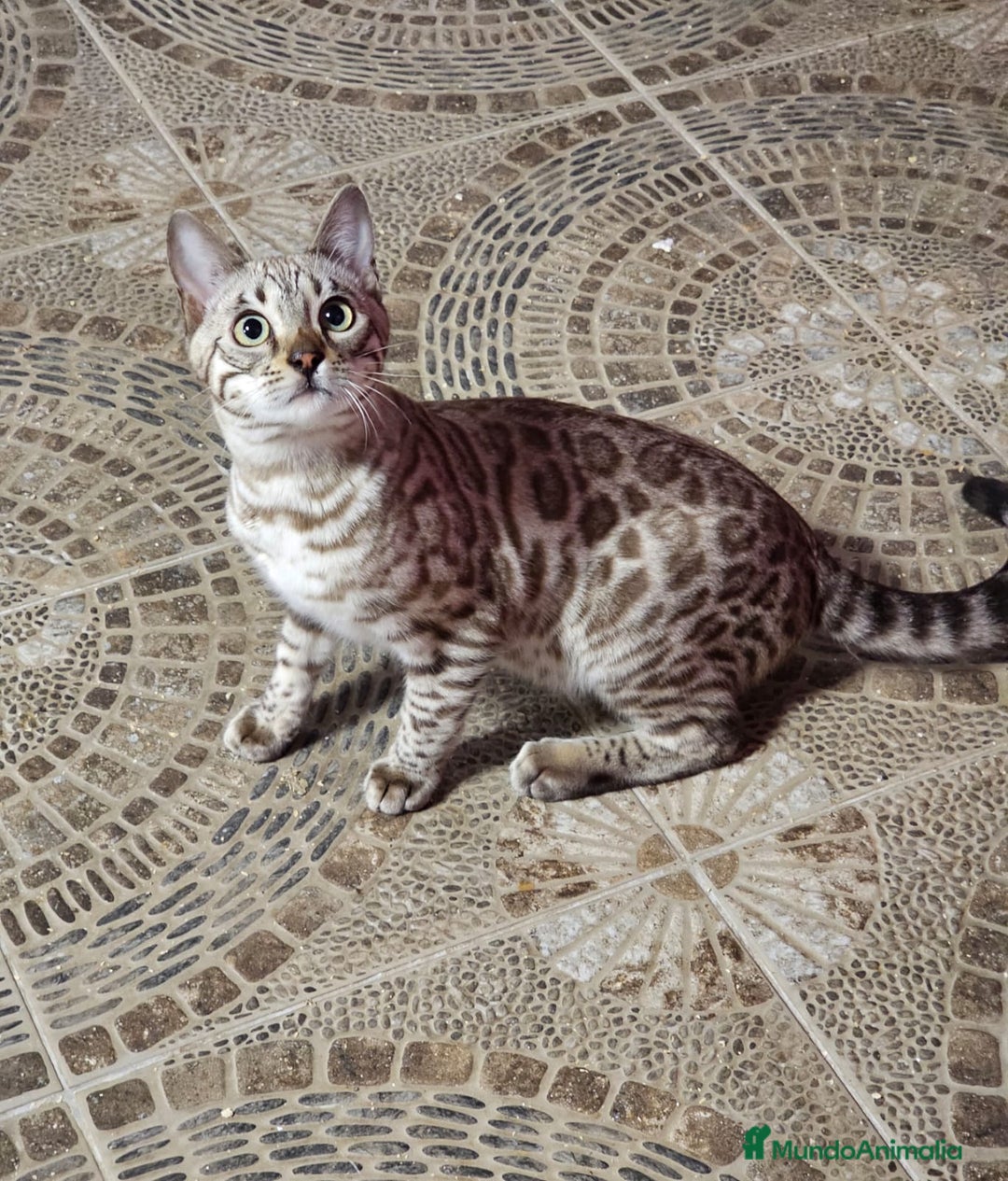 Bengalí gatos en venta: Macho Bengalí Silver  - Anuncio 6