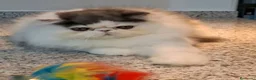 Persa gatos en venta: Precioso Gatito persa - Anuncio 7