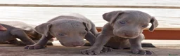Weimaraner perros en venta: Cachorritos de Weimaraner disponibles! en Castellón - Anuncio 4
