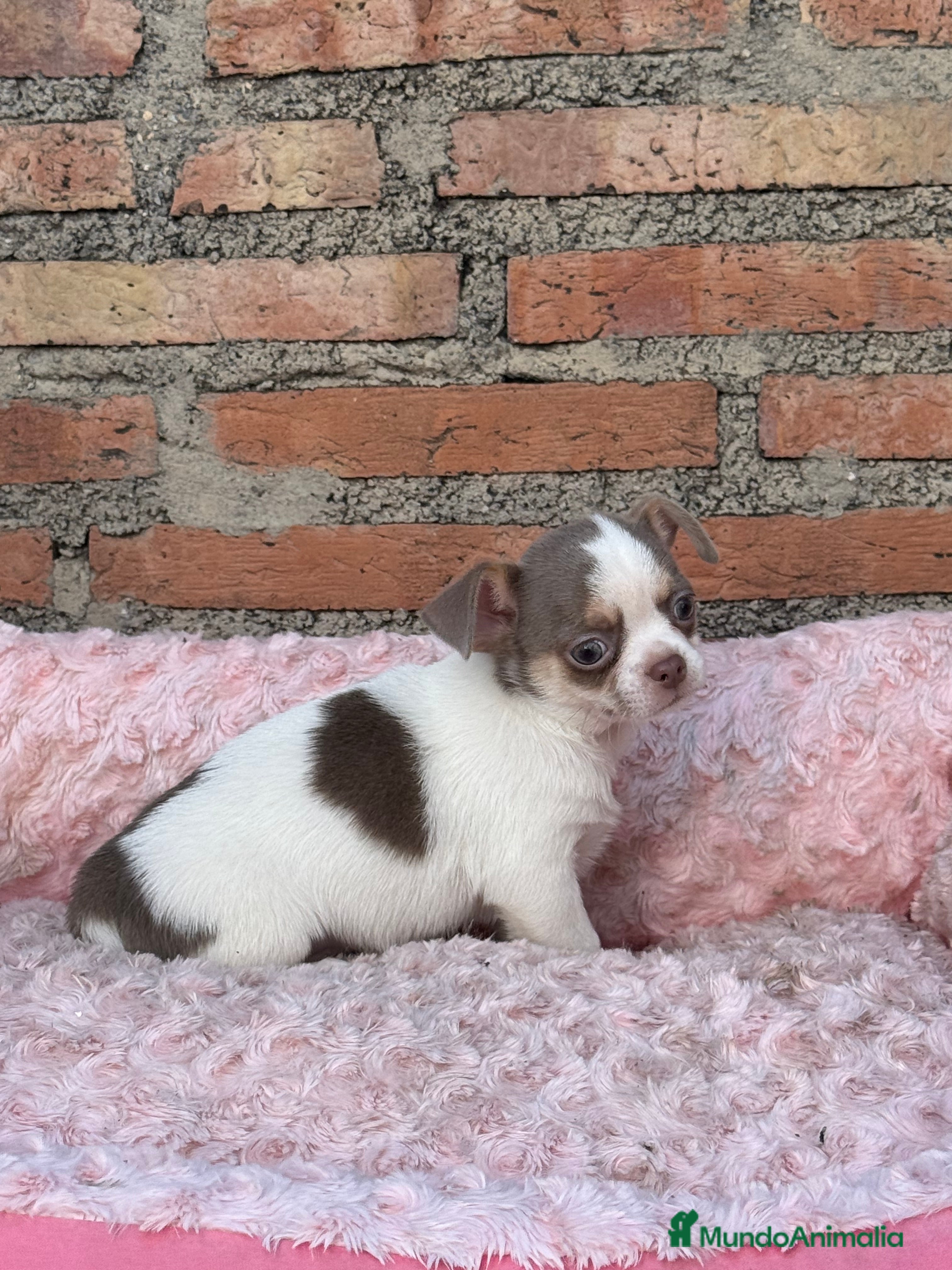 Chihuahua perros Chihuahuas estándar ojos azules  - Anuncio 12