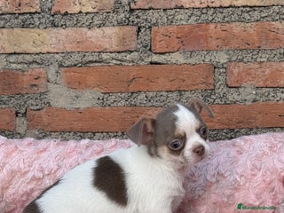 Chihuahua perros Chihuahuas estándar ojos azules - Anuncio 4