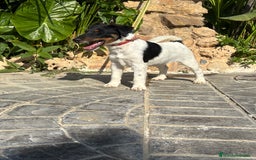 Fox Terrier de Pelo Liso perros en venta: Disponible preciosa camada fox terrier  - Imagen 1