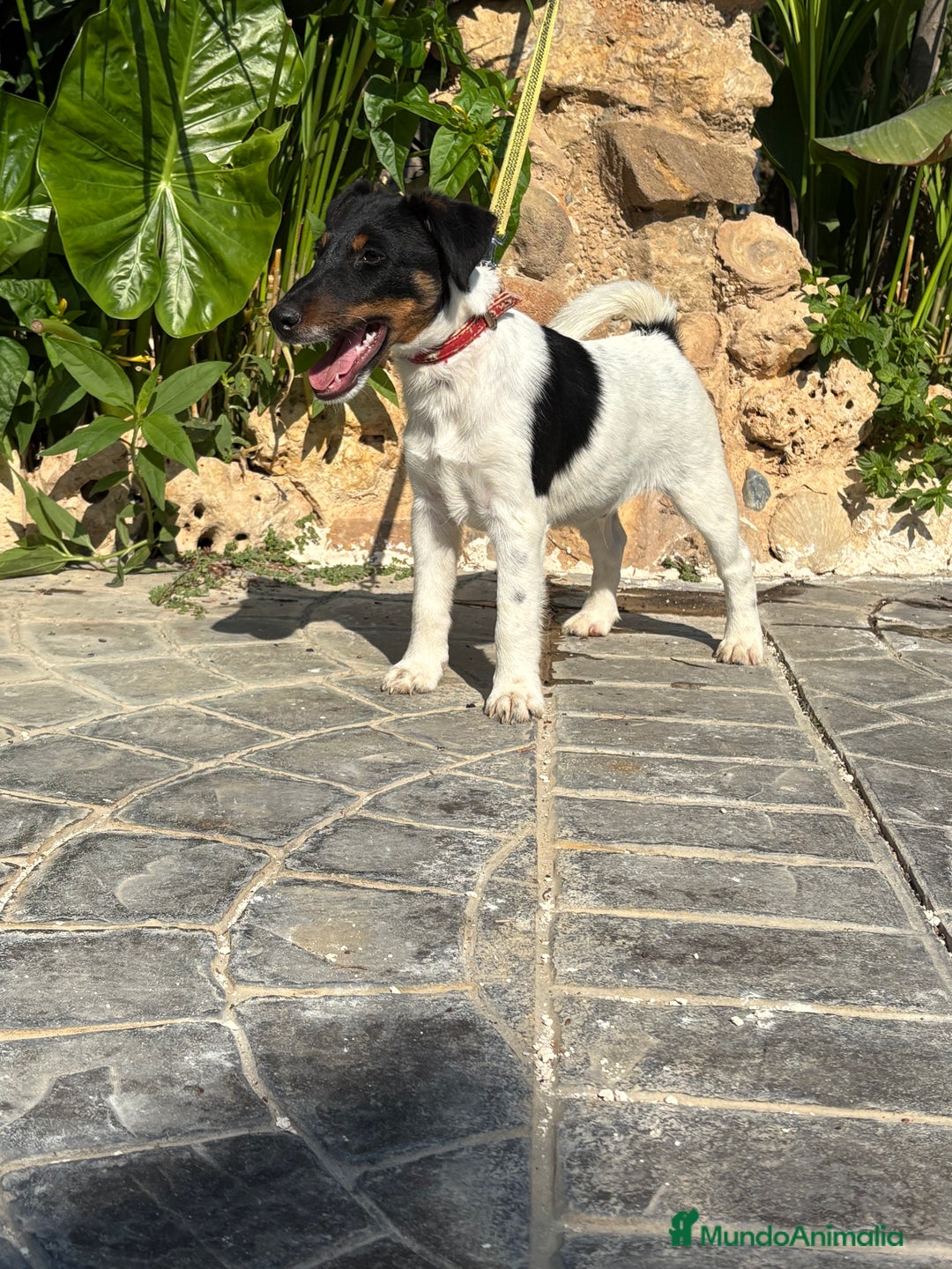 Fox Terrier de Pelo Liso perros en venta: Disponible preciosa camada fox terrier  - Imagen 1