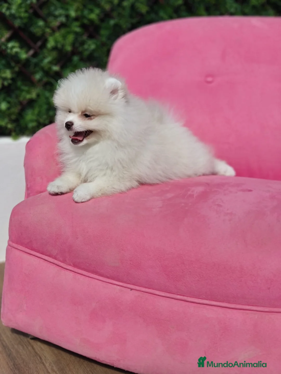Pomerania perros en venta: Pomerania  - Anuncio 4