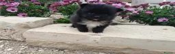 Pomerania perros en venta: CACHORROS DE POMERANIA - Anuncio 3