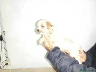 Maltipom perros Maltipoo mini - Anuncio 1
