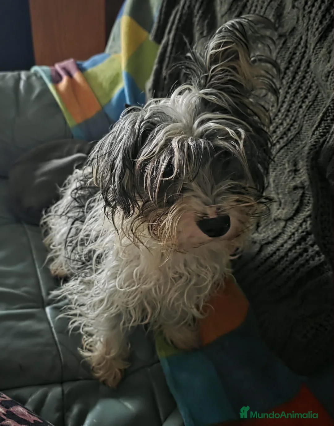 Biewer Yorkshire Terrier a la Pom Pon perros en venta: Yorkshire biewer  - Anuncio 3