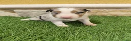 Border Collie perros en venta: Border collie merle choco en Valencia - Anuncio 25