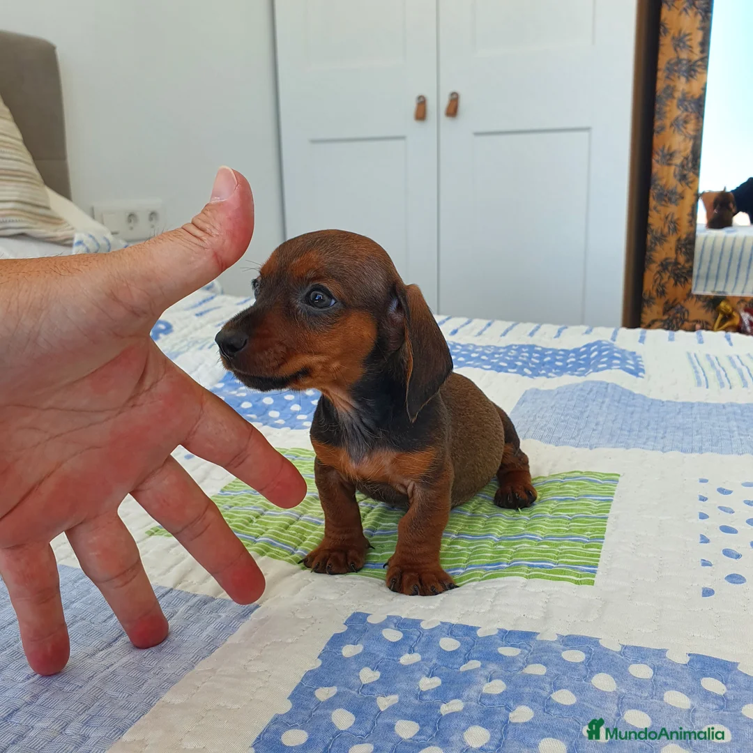 Teckel Miniatura perros en venta: Teckel miniatura  - Anuncio 2