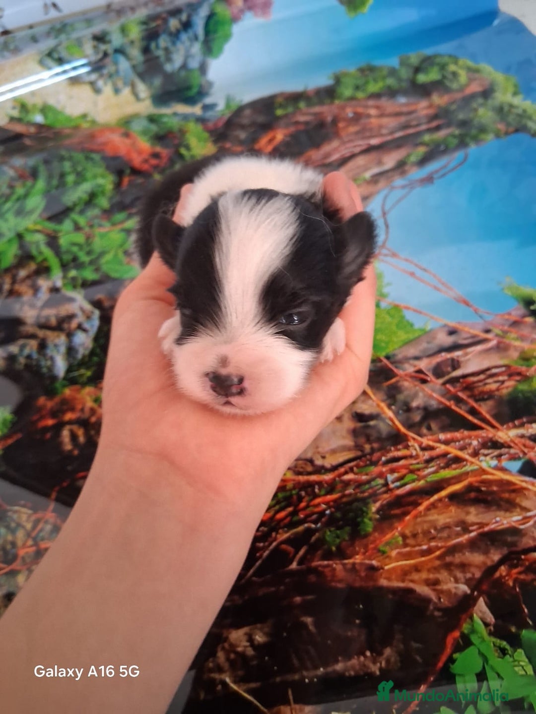 Bichón Maltés perros en venta: Maltipom machos  - Imagen 6