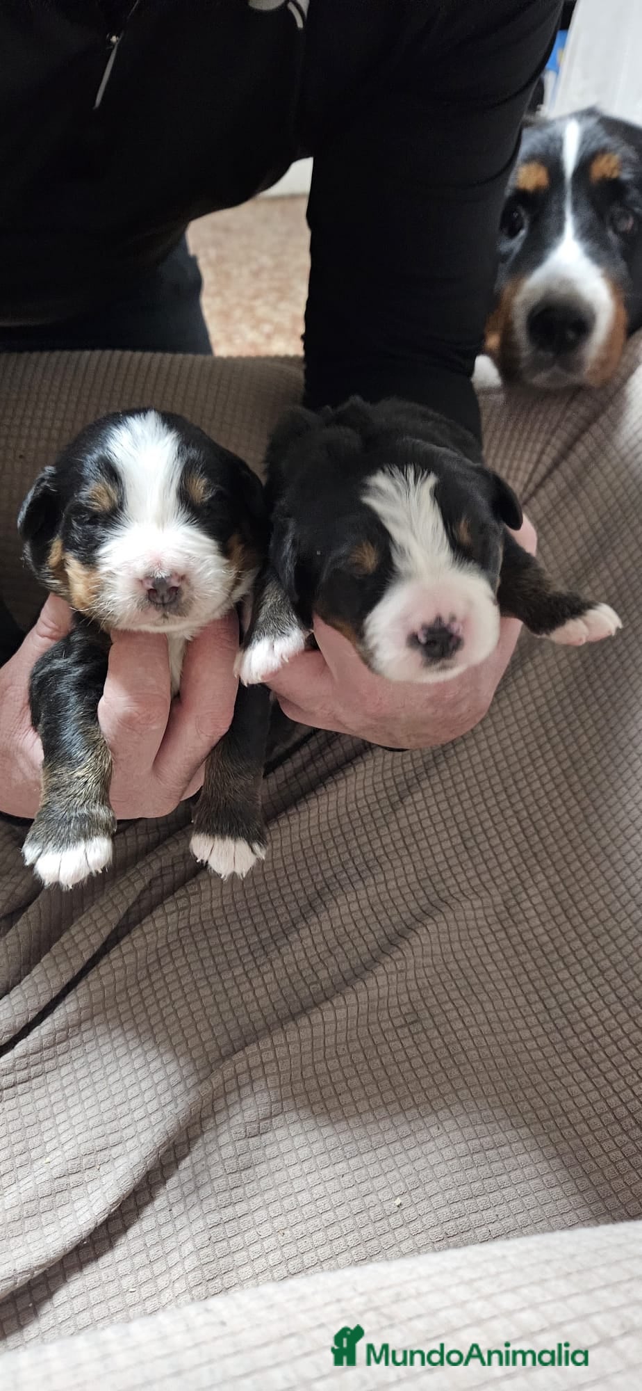 Boyero de Berna perros Boyero de Berna increíbles cachorros  - Anuncio 2