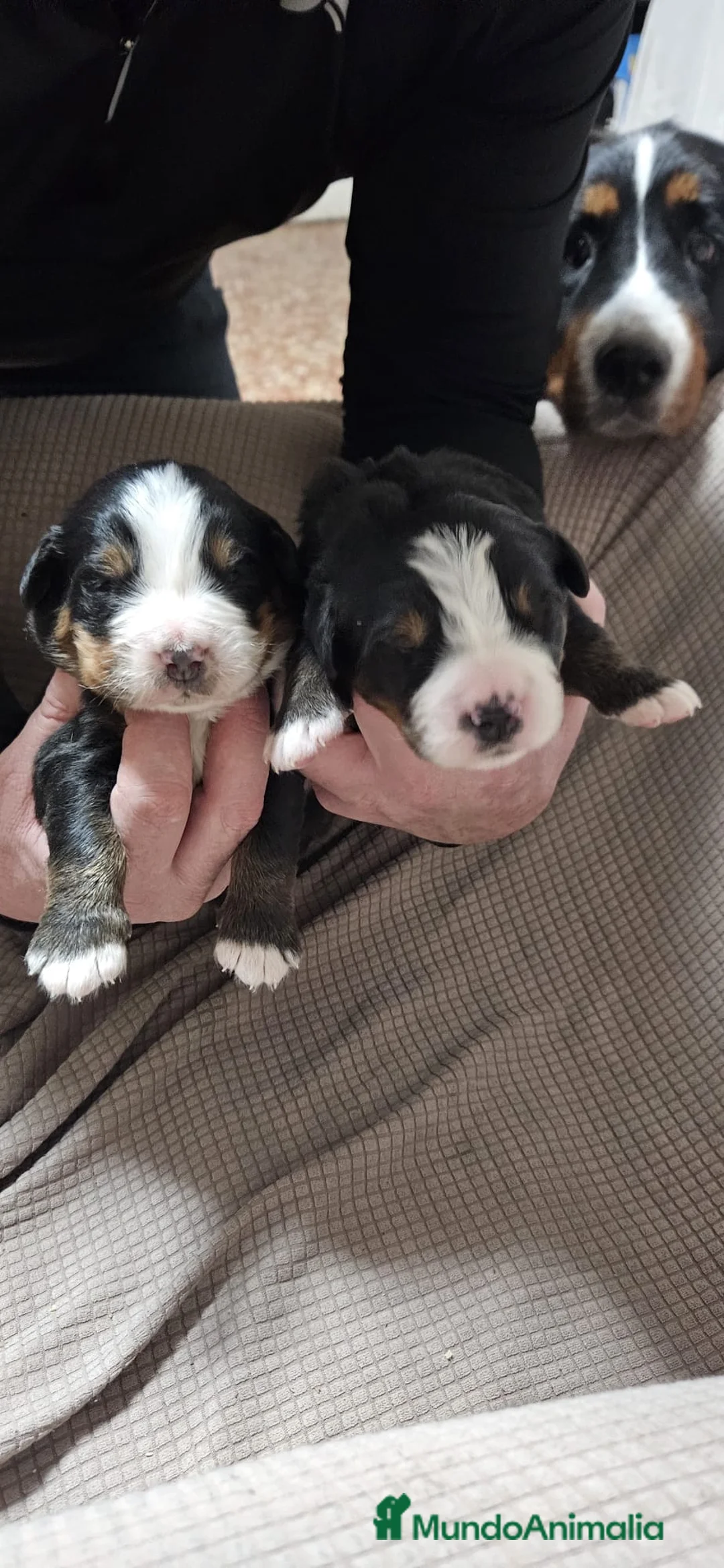 Boyero de Berna perros en venta: Boyero de Berna increíbles cachorros  - Anuncio 1