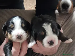 Boyero de Berna perros Boyero de Berna increíbles cachorros - Anuncio 2