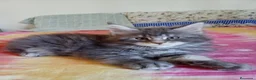 Maine Coon gatos en venta: Maine como  - Anuncio 2