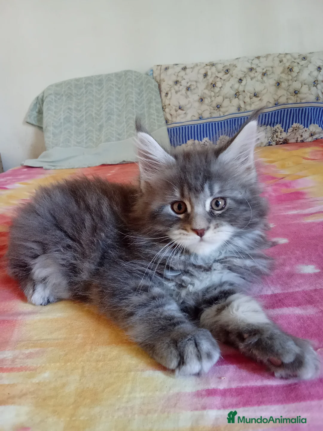 Maine Coon gatos en venta: Maine como  - Anuncio 2