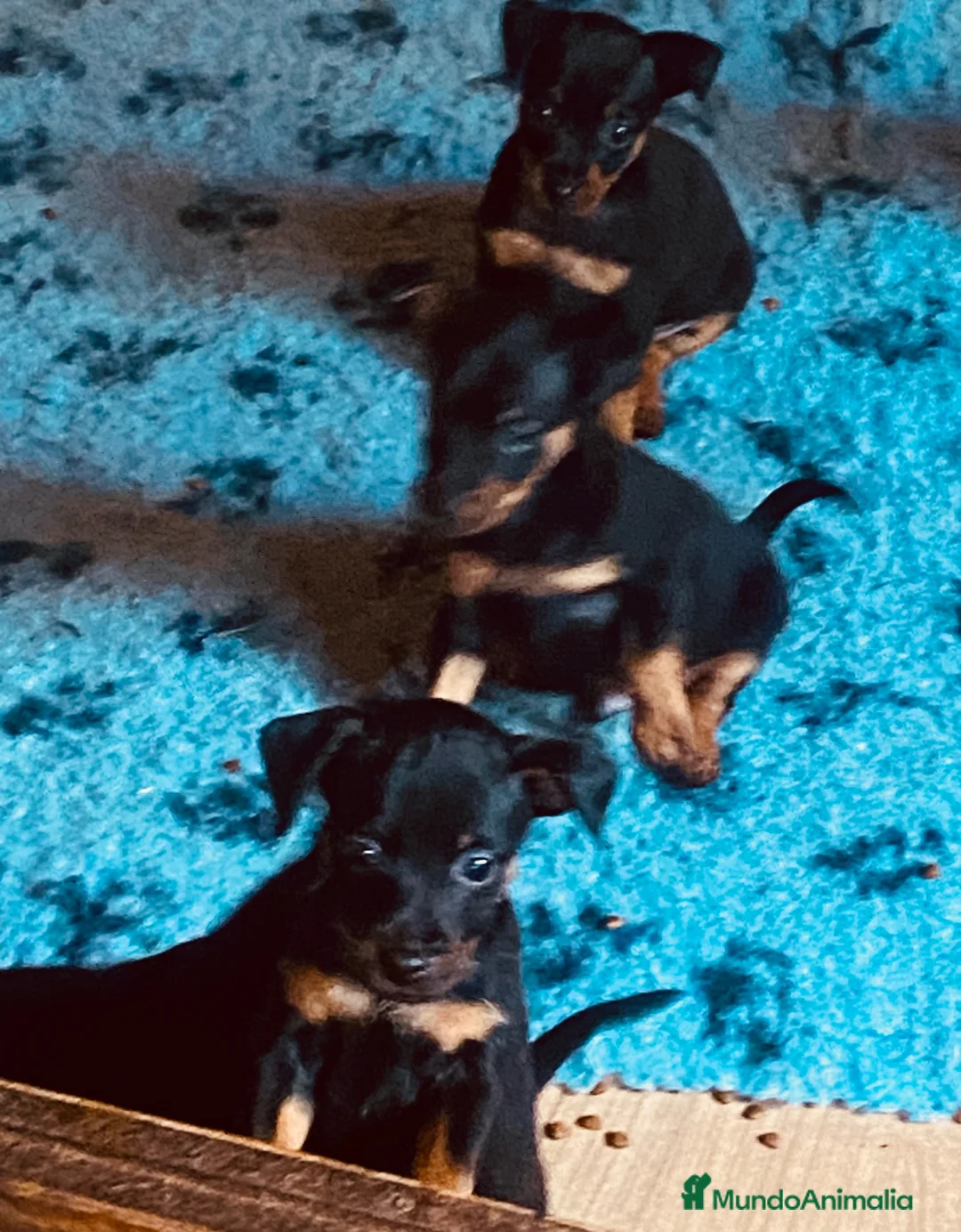 Pinscher Miniatura perros en venta: Pinscher miniatura - Anuncio 6