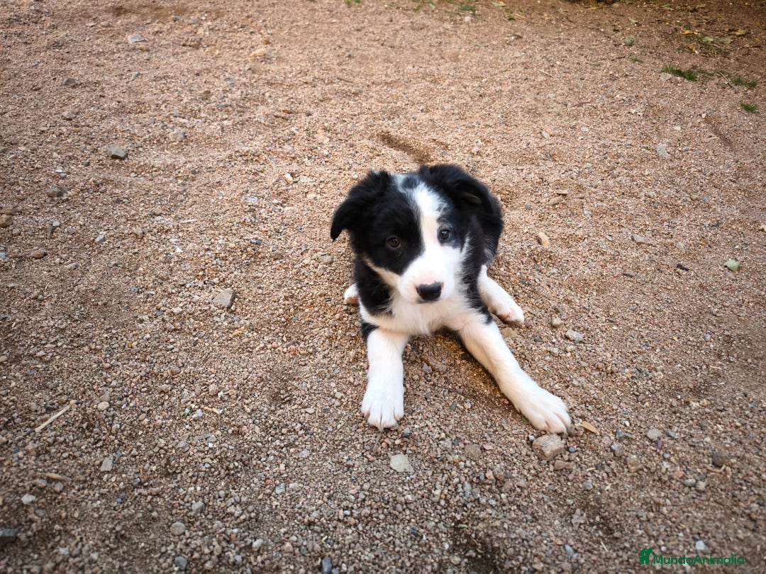 Border Collie perros en venta: Última cachorrita border collie! - Imagen 4