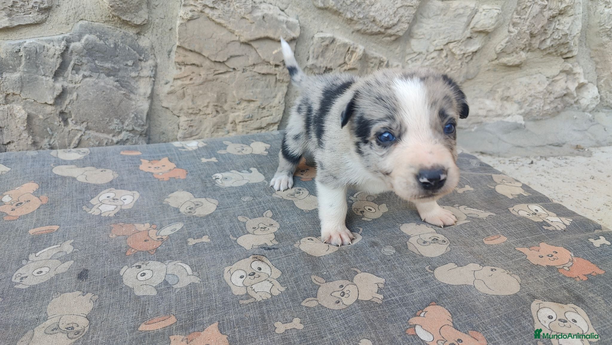 Border Collie perros Border Collie disponibles - entrega septiembre - Anuncio 2