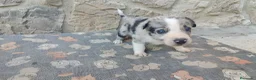 Border Collie perros en venta: Border Collie disponibles - entrega septiembre - Anuncio 1