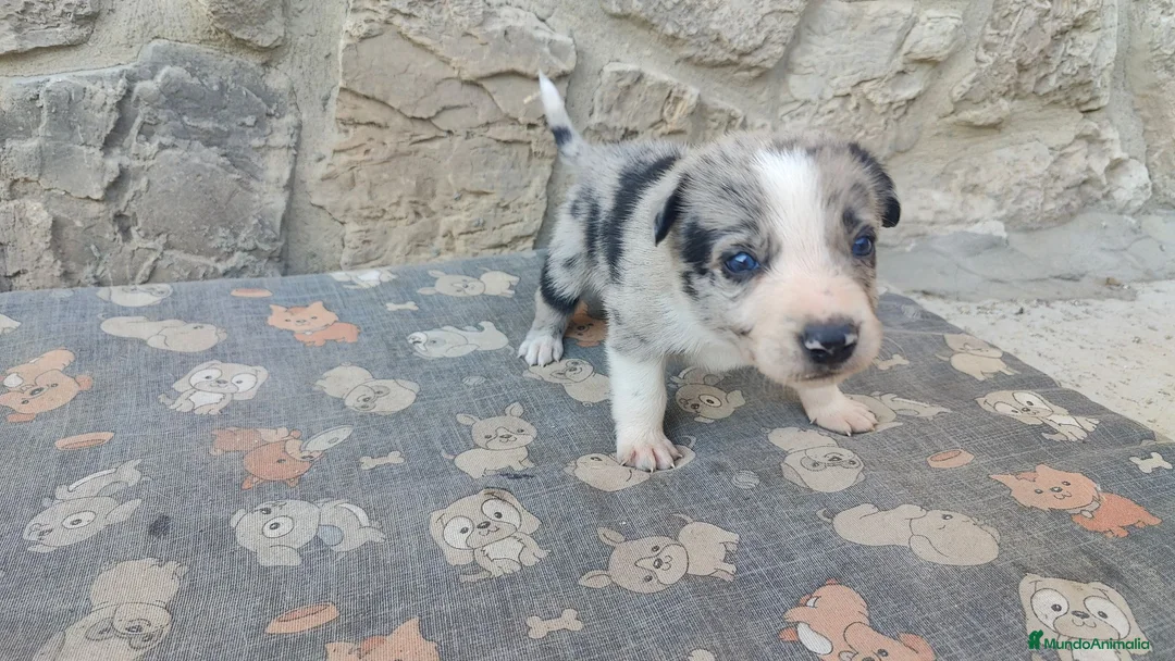 Border Collie perros en venta: Border Collie disponibles - entrega septiembre - Anuncio 1