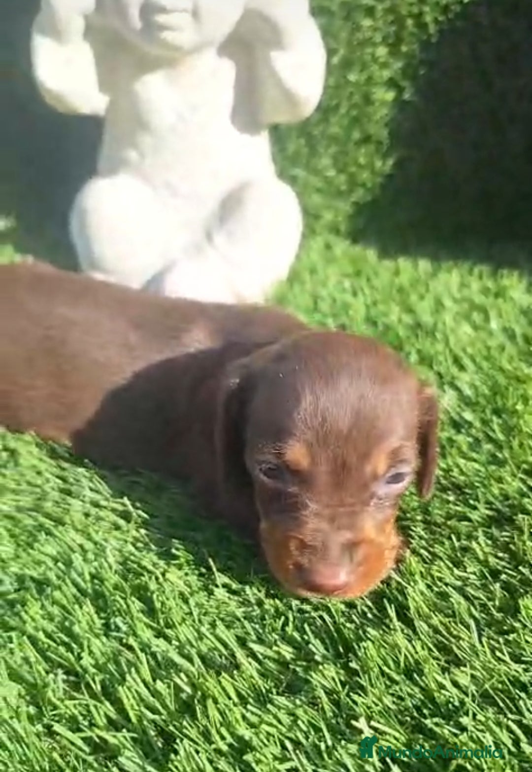 Teckel Miniatura perros en venta: Teckel Arlequin Chocolate Hembra - Imagen 6