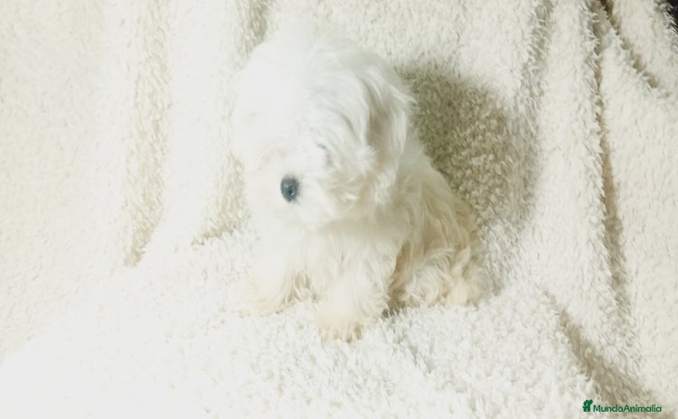 Bichón Maltés perros - Anuncio 1