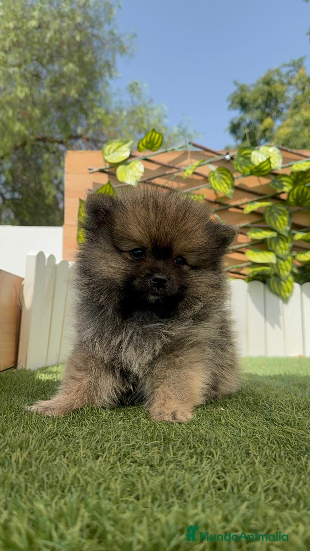 Pomerania perros en venta: POMERANIA MACHO - Imagen 13