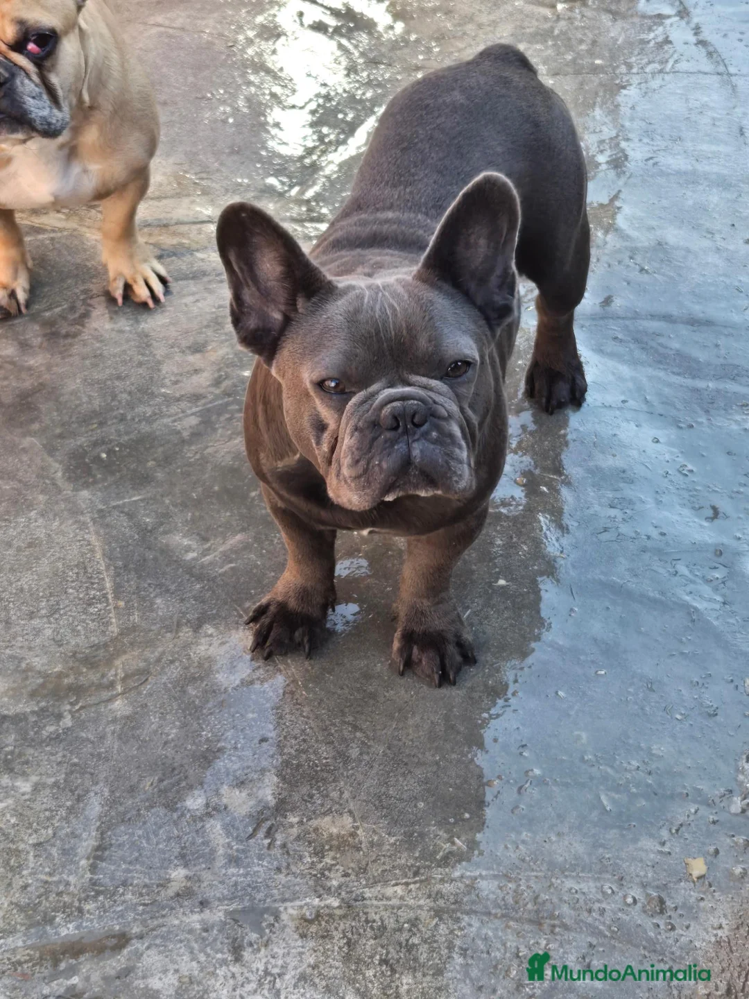 Bulldog Francés perros en venta: Atención criadores  - Anuncio 1
