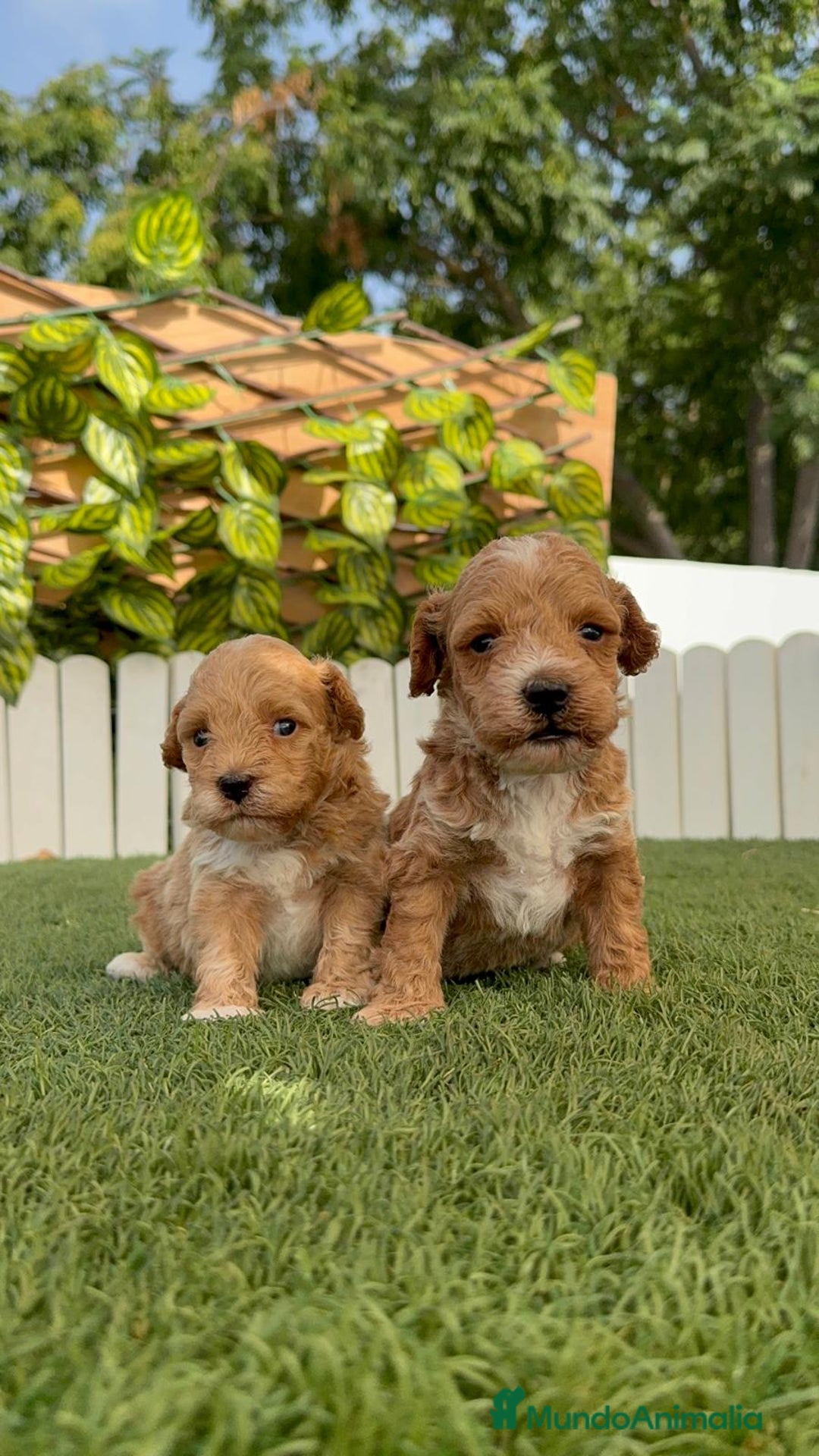 Caniche Toy perros en venta: CANICHE TOY MACHO - Imagen 24