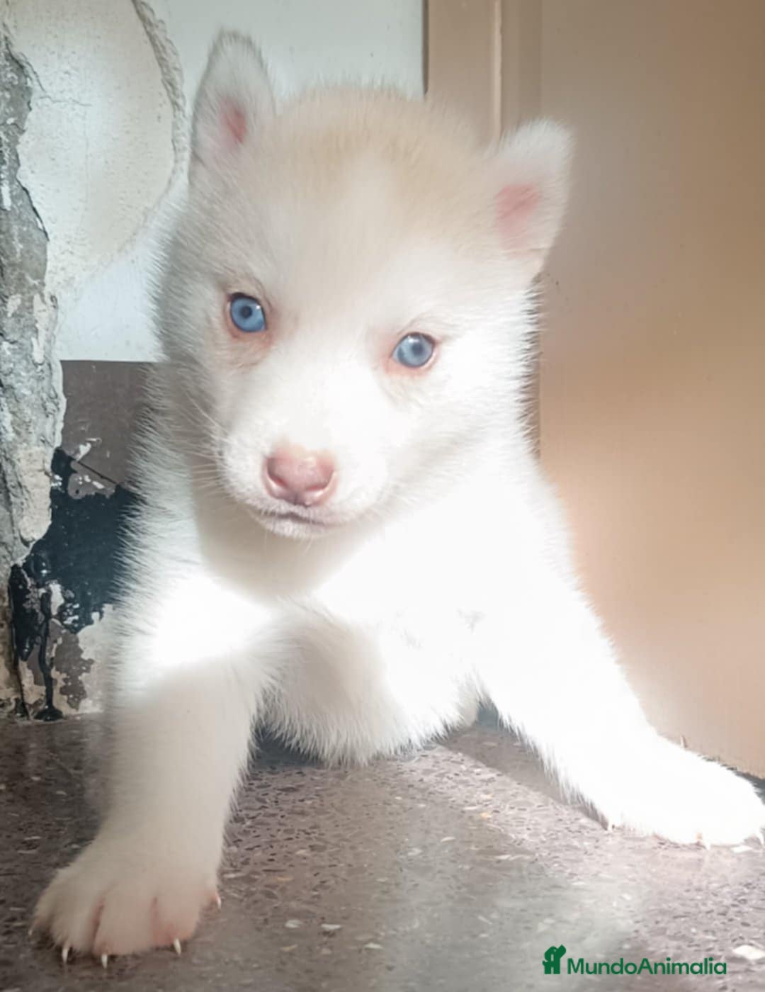 Husky Siberiano perros en venta: Camada husky siberiano  - Anuncio 2