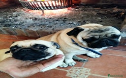Carlino - Pug perros en venta: Carlino macho - Imagen 3