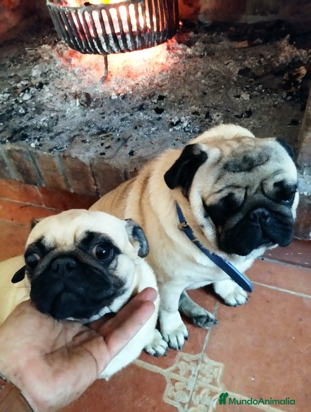 Carlino - Pug perros en venta: Carlino macho - Imagen 3
