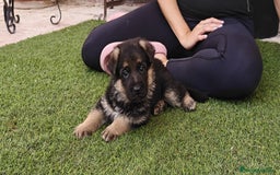 Pastor Alemán perros en venta: Espectacular cachorro de pastor alemán  - Imagen 3