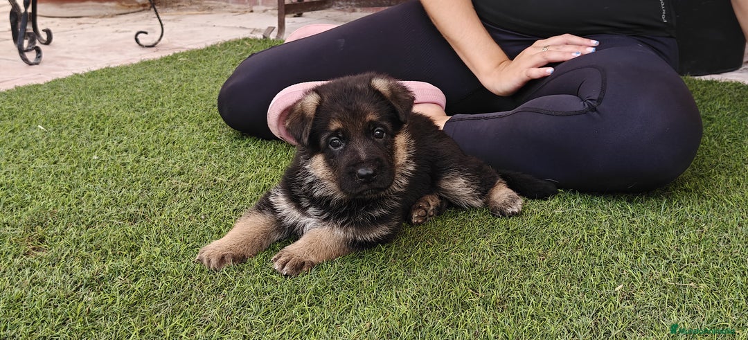 Pastor Alemán perros en venta: Espectacular cachorro de pastor alemán  - Imagen 3