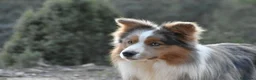 Border Collie perros en venta: Cachorros de Border Collie disponibles - Anuncio 7