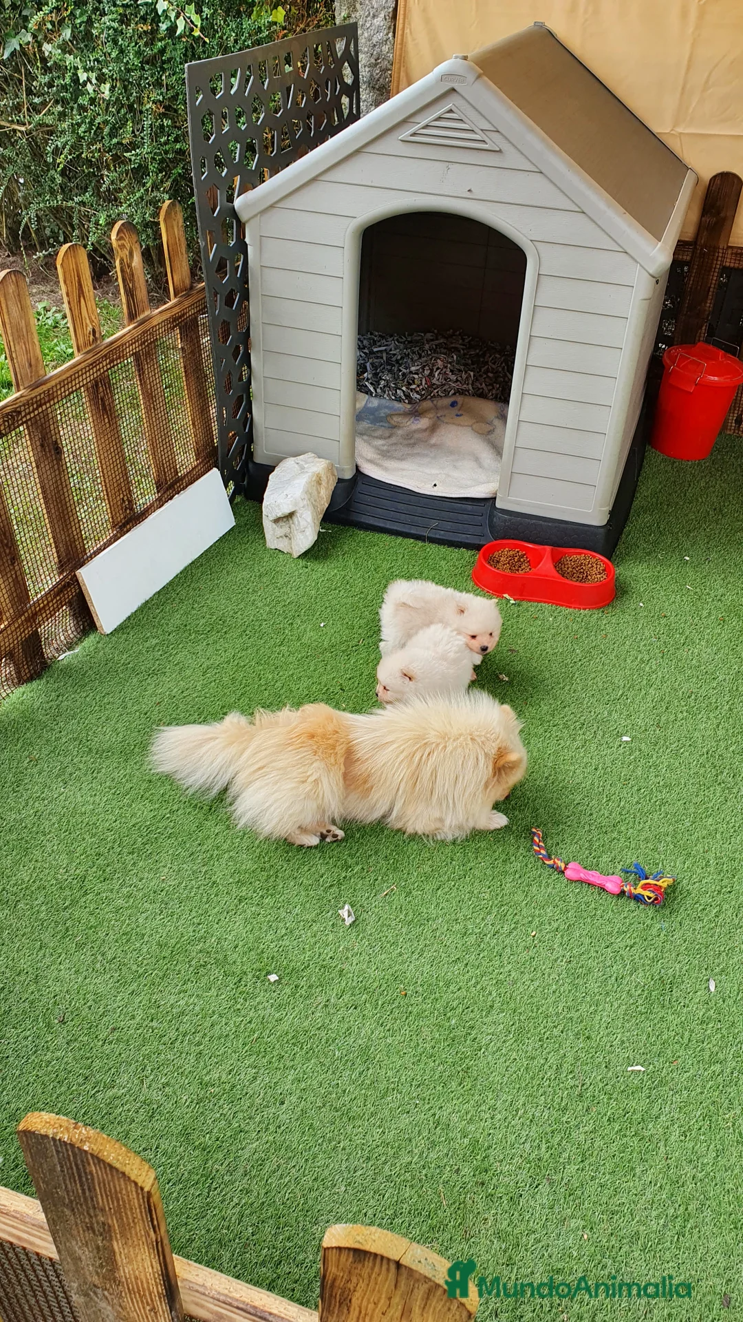 Pomerania perros en venta: POMERANIA  - Anuncio 7