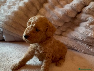 Caniche Toy perros Cachorro caniche Toy rojo - Anuncio 1