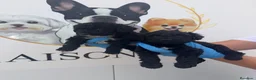 Perro de Agua Español perros en venta: 🩷🐾 DOS PEQUEÑAS PERRO DE AGUA 🐾🩷 - Anuncio 1