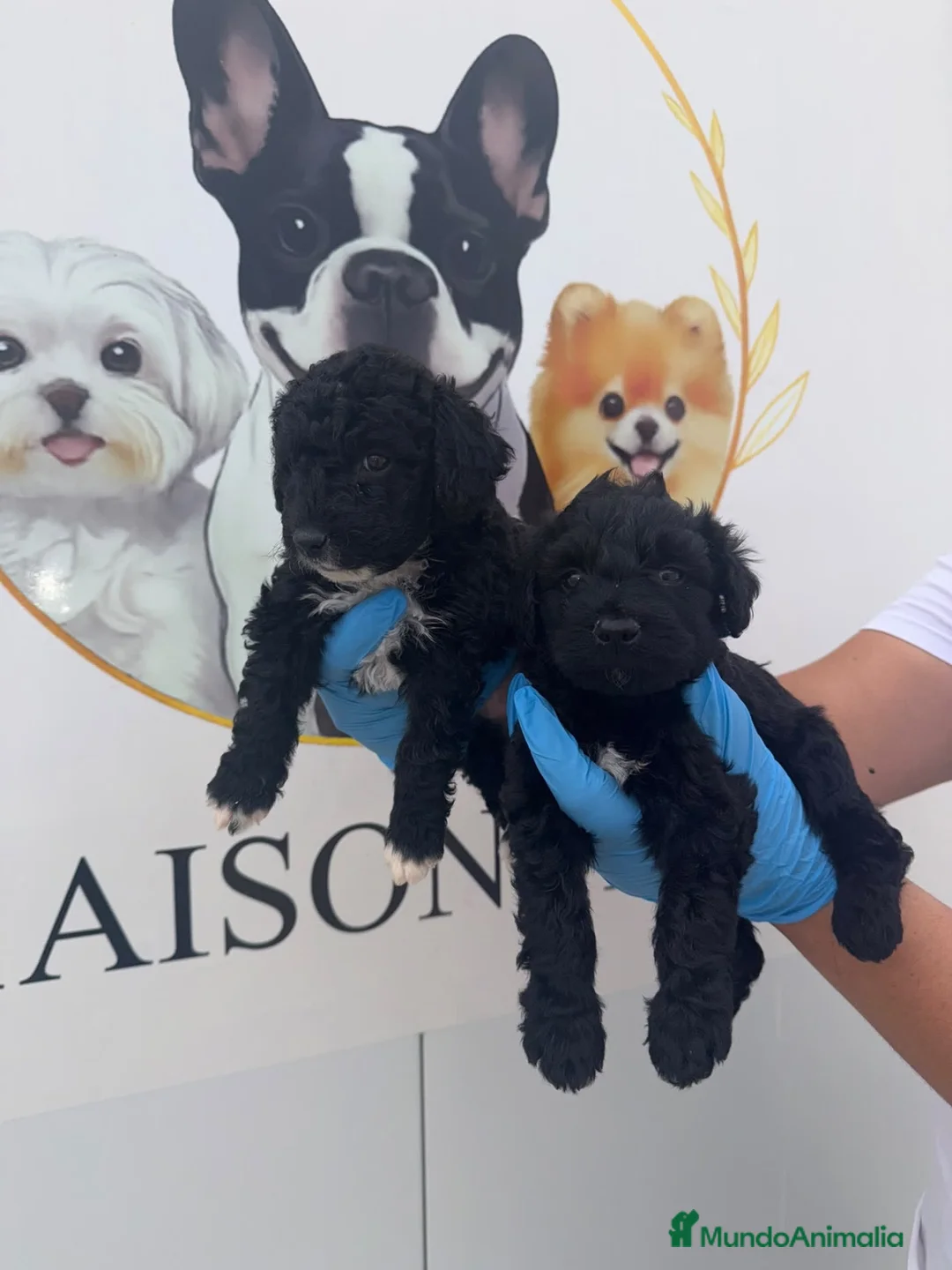 Perro de Agua Español perros en venta: 🩷🐾 DOS PEQUEÑAS PERRO DE AGUA 🐾🩷 - Anuncio 1