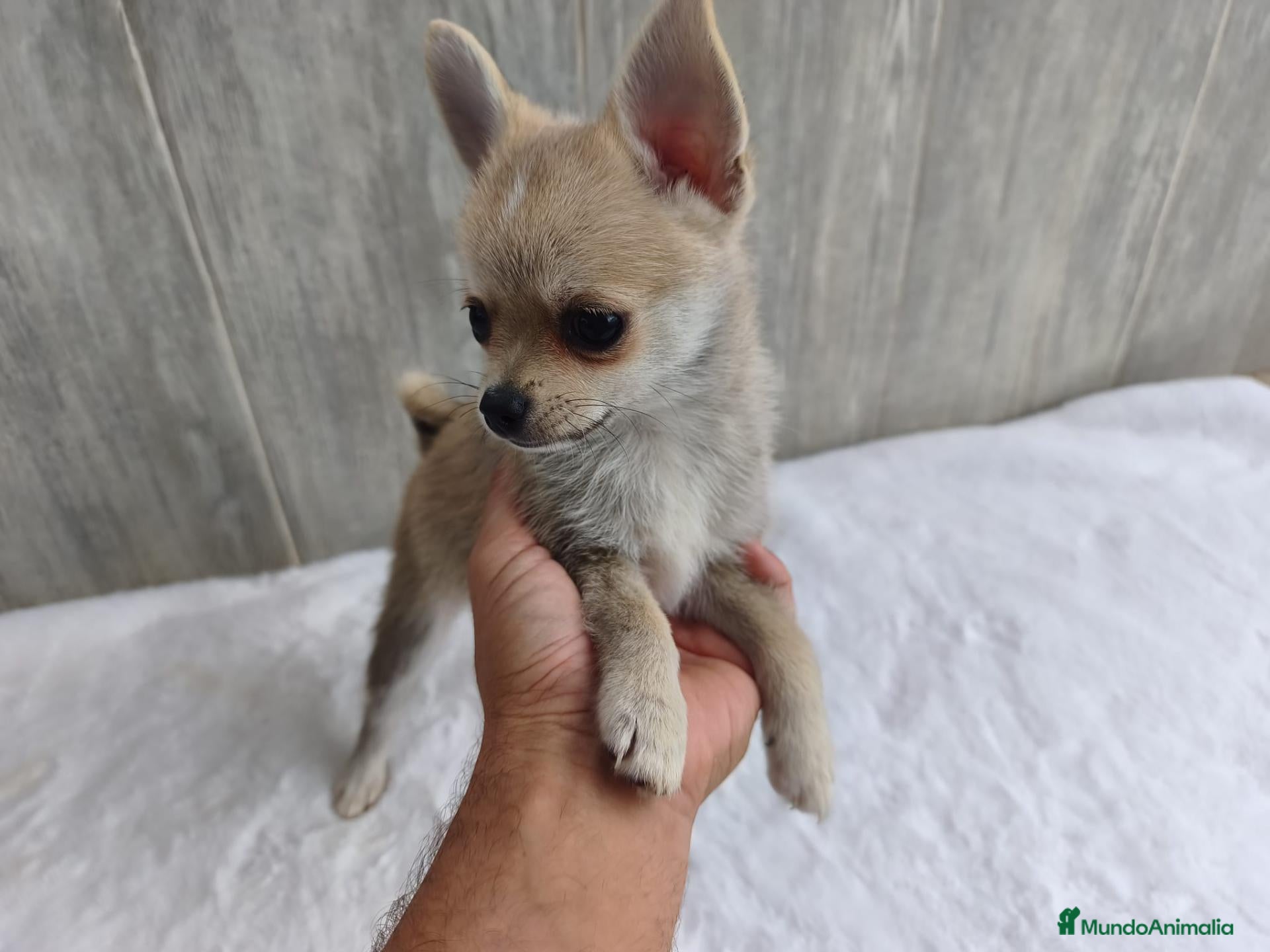Chihuahua perros en venta: CHIHUAHUA - Anuncio 2