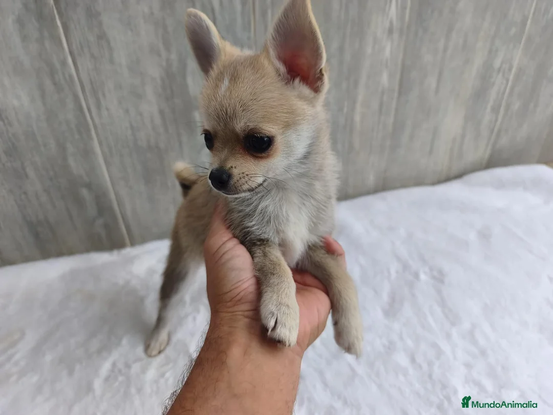 Chihuahua perros en venta: CHIHUAHUA - Anuncio 1