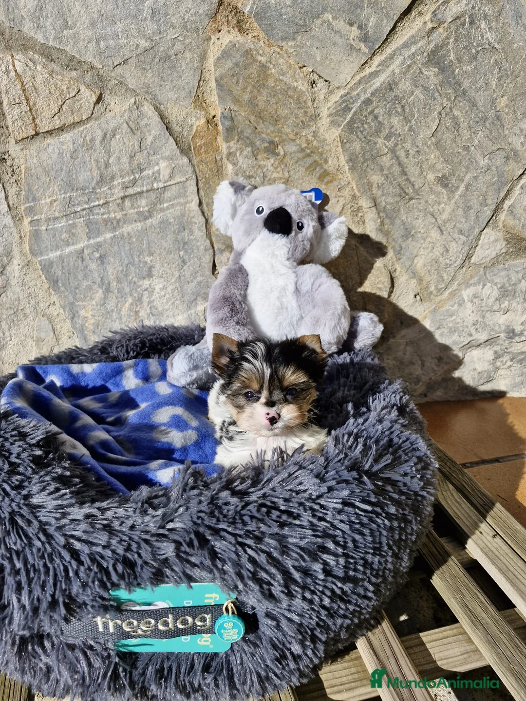 Biewer Yorkshire Terrier a la Pom Pon perros en venta: Biewers espectaculares  en Barcelona - Anuncio 6